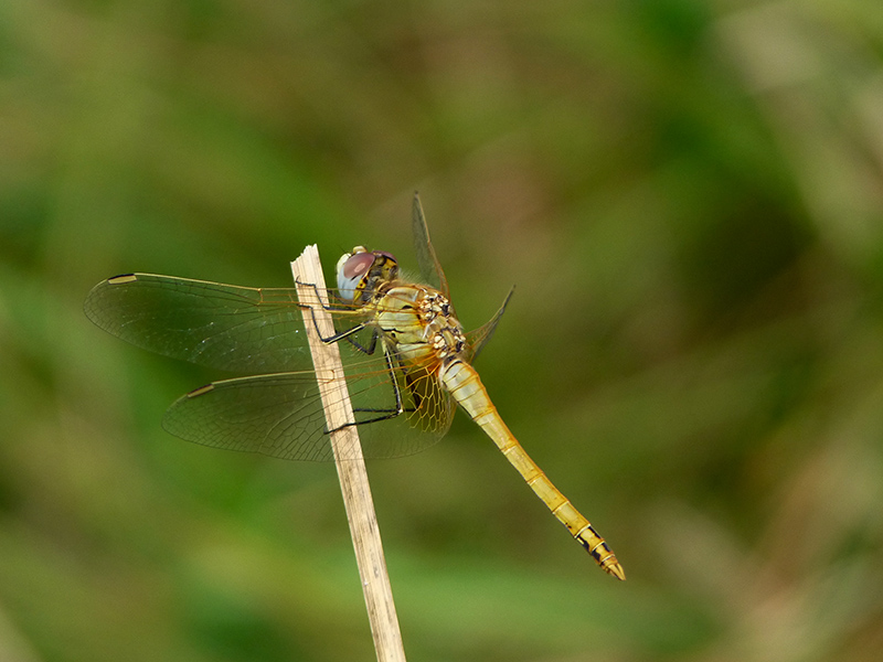 Me lo determinate? Sympetrum fonscolombii giovane maschio